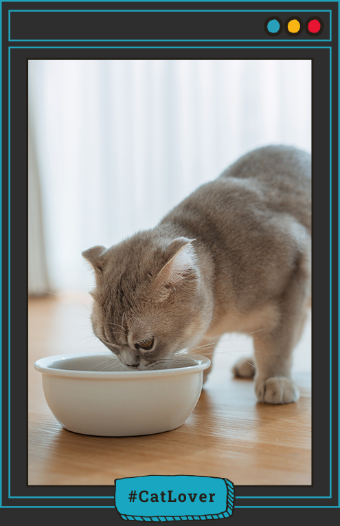 digestibilidad gatos